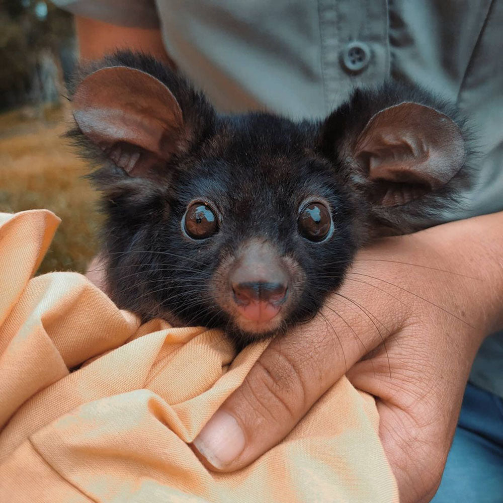 Greater Glider Research - Tree Climbing to Research Arboreal Mammals
