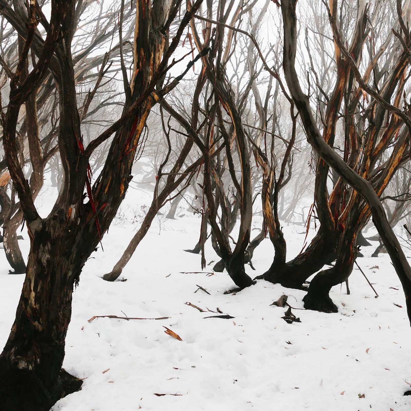 Finding Snow on Stockyard Spur. By Alex