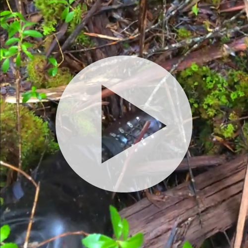 South West Tasmania Horizontal Scrub