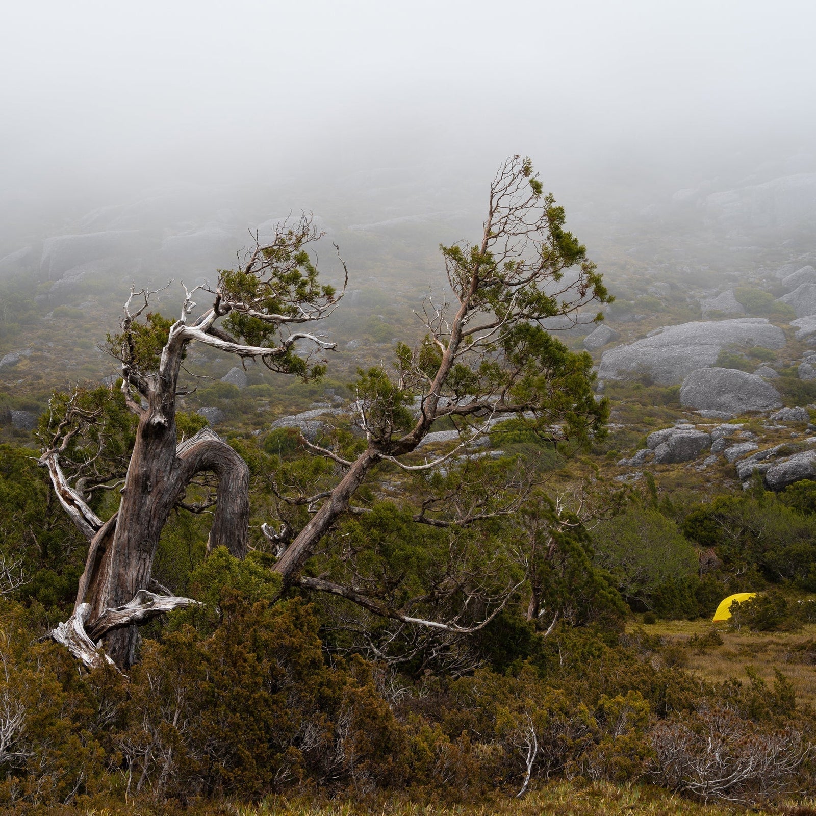 The Tasmanian Pencil Pine