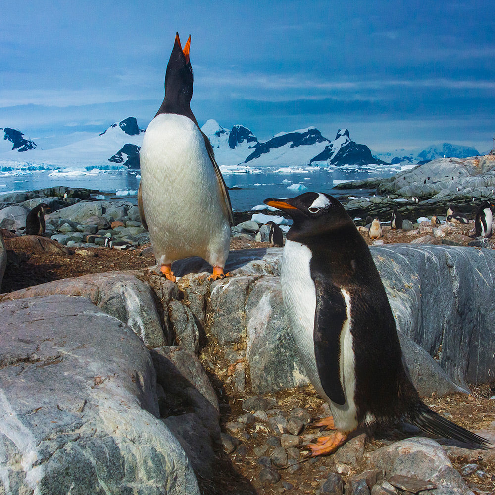 BGLE 80th Anniversary Sea Kayak Expedition Antarctica 2017. By Geoff Murray
