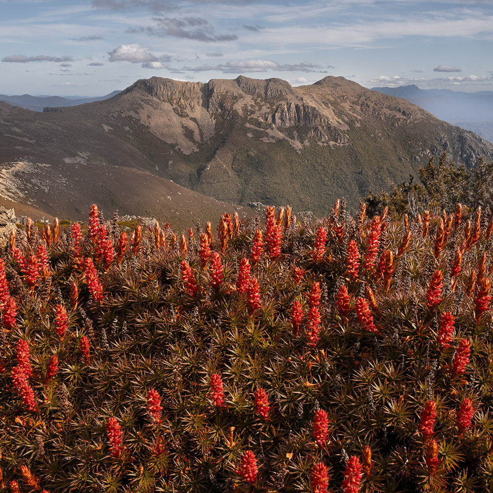 Amongst the Mountains
