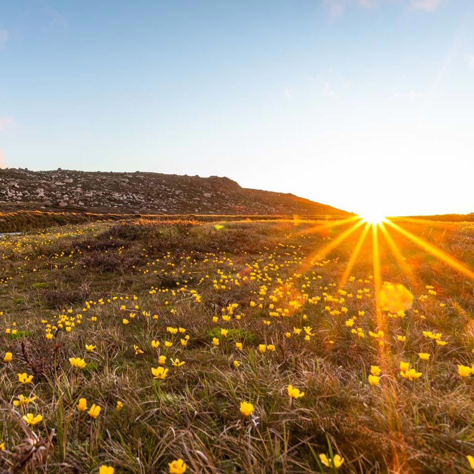 Rain, hail, lots of wind and spectacular wild flower blooms on the Snowies, with the Mont Dragonfly Tent. By Mike Edmondson
