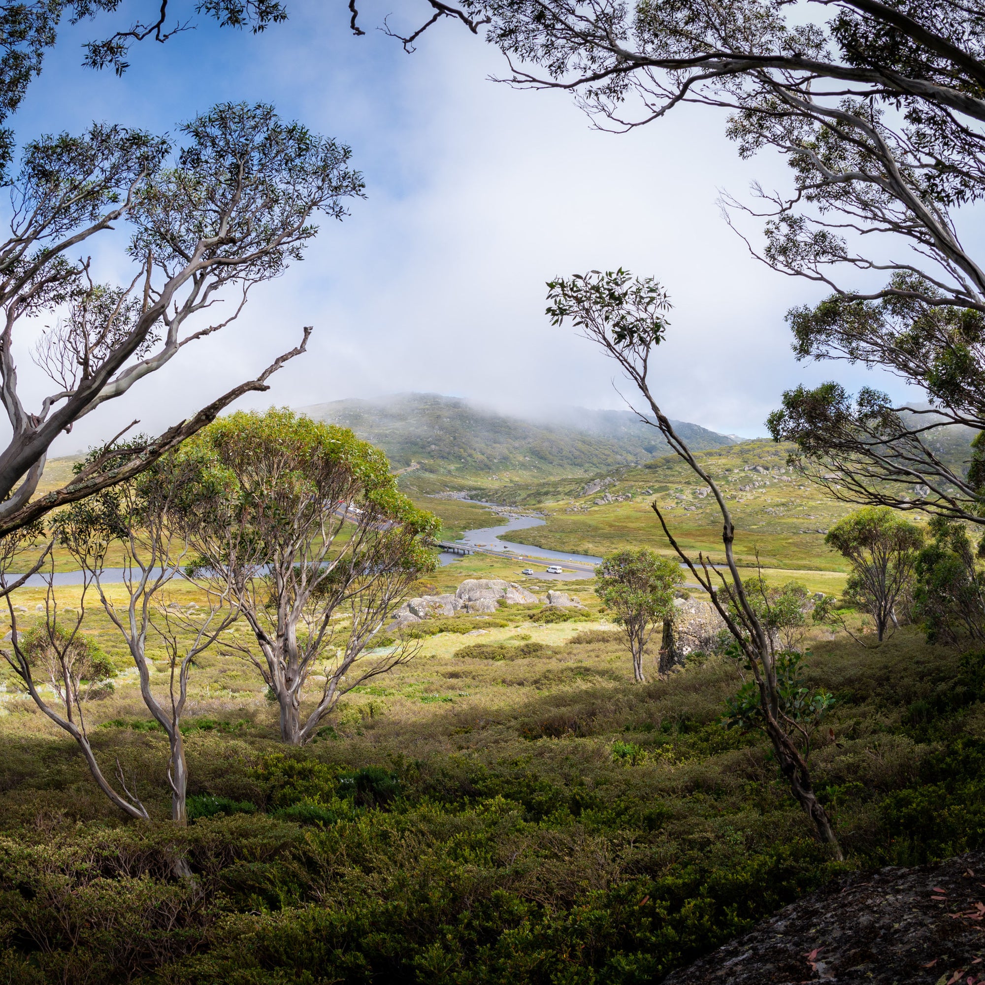 El Niño Summer in the Australian Alps: What does it mean for Visitors and Snow Gum Dieback?
