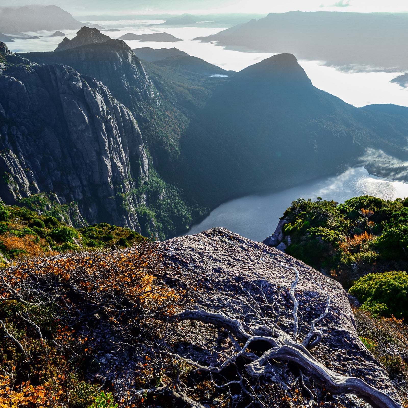 Tasmania’s Turning of the Fagus