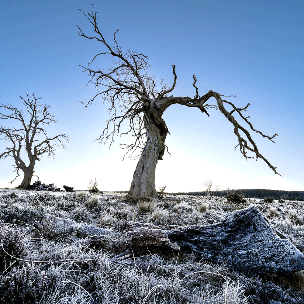Tasmania’s Cider Gum