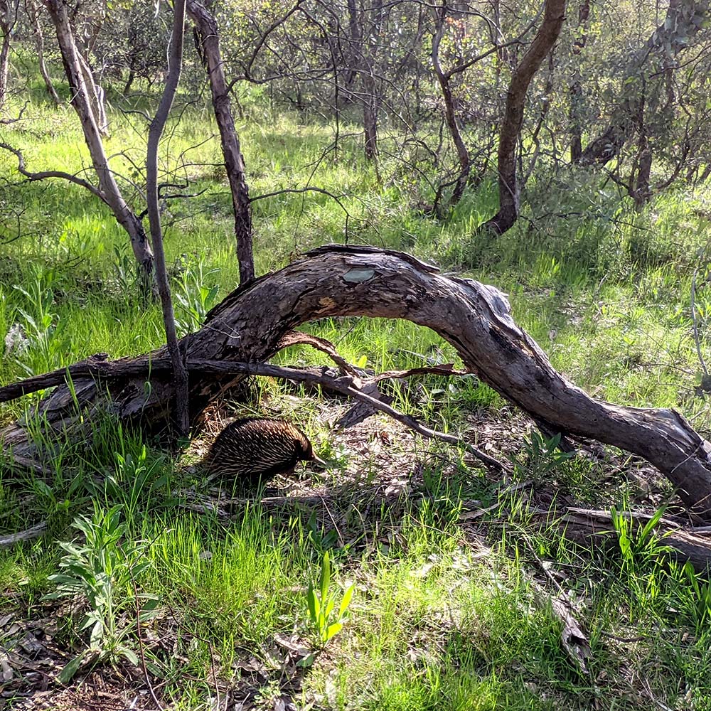 An Explosion of Colour and Life. By Leann Geach