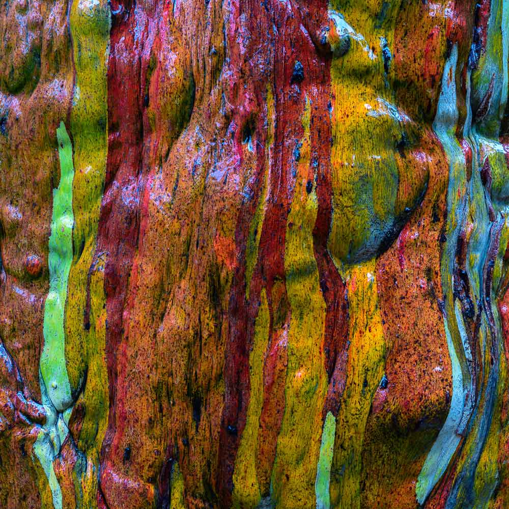 Mt Field Snowgums texture by Geoff Murray