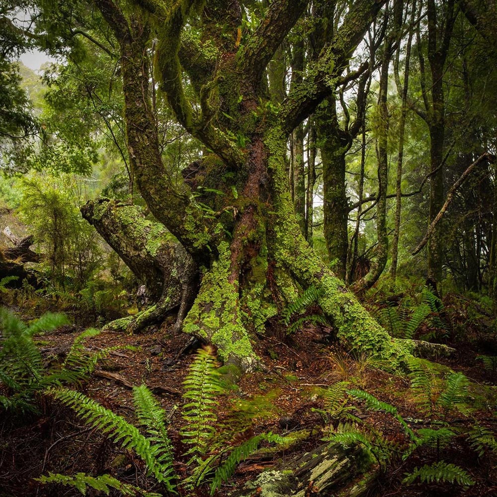 Myrtle Beech trees or Nothofagus Cunninghamii, an ancient tree dating back to the time of Gondwanaland