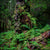Myrtle Forest, Tasmania. By Geoff Murray