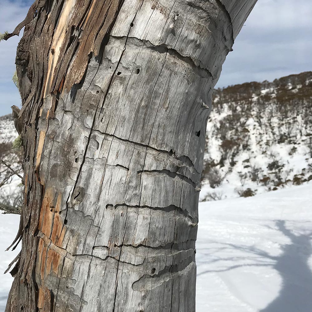 Snow gum dieback caused by wood-boring (longicorn) beetles in the NSW Snowy Mountains, Australia