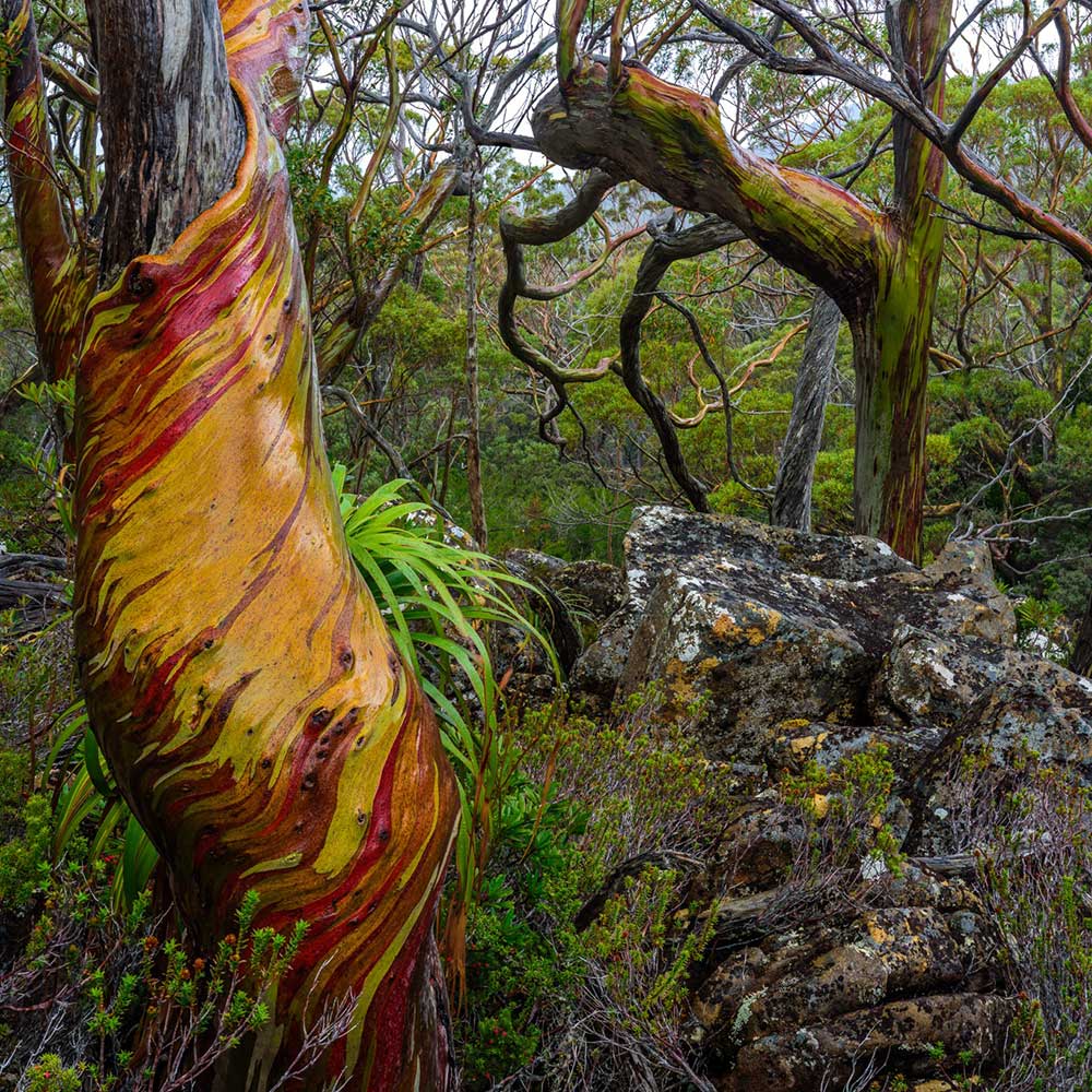 Snowgums in Tasmania by Mont Ambassador Geoff Murray