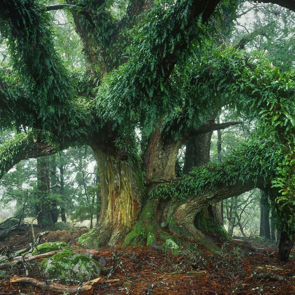 The Spreading Myrtle. By Geoff Murray