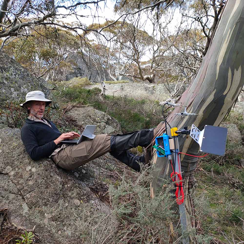 Researcher Dr Matthew Brookhouse checking a snowgum in the NSW Snowy Mountains. By Aaron Midson