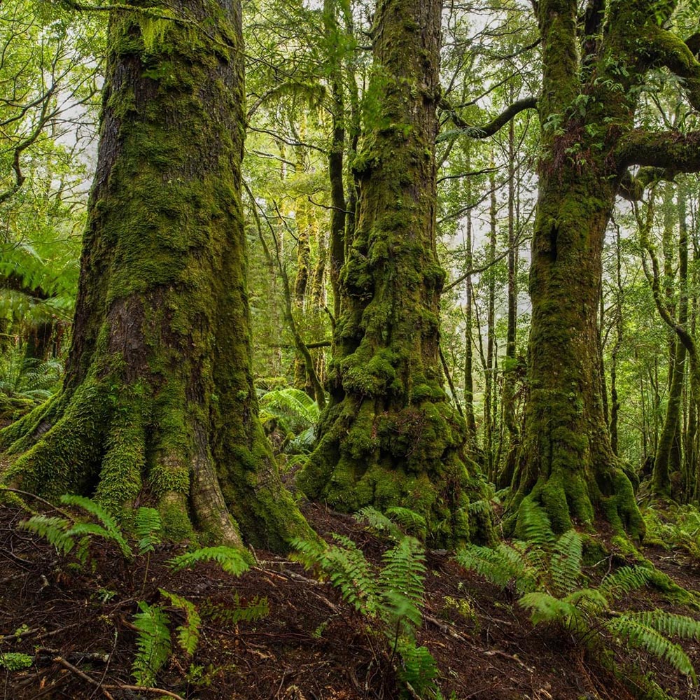 Nepal Nursery manager, Bhima Sharu leading the plantation activities through from production of seedlings in the nursery.
