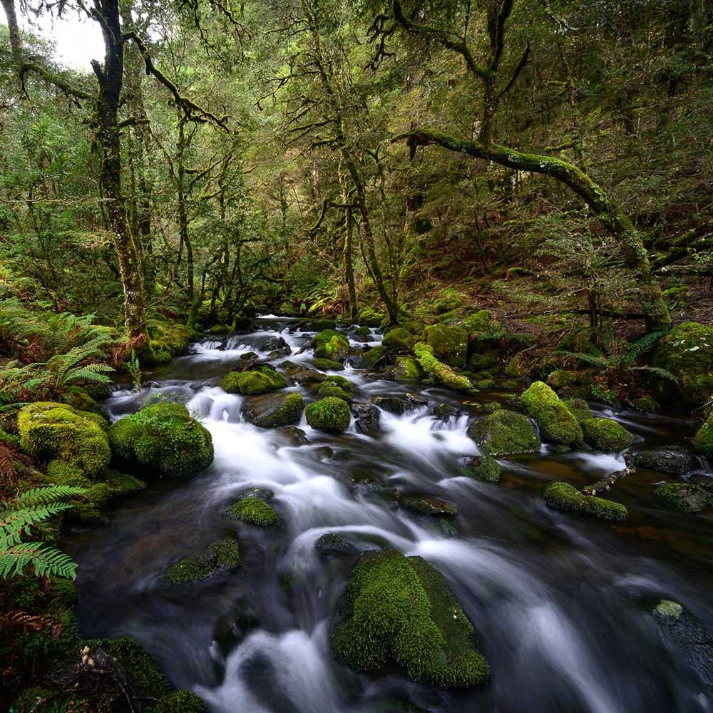 Tasmanian rainforest, by Geoff Murray